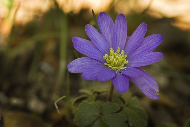 Blanda Anemone
